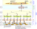Wi-Roads Überblick (PNG)